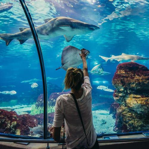 Ausflug ins Grand Aquarium in Hurghada