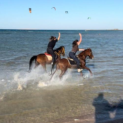 Genieße ein 1-stündiges Pferdeabenteuer in Hurghada
